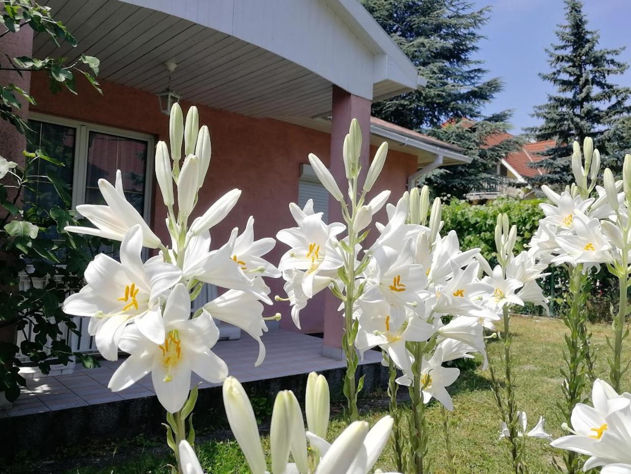 Feszek Apartmanhaz ボニャルツバシュ エクステリア 写真
