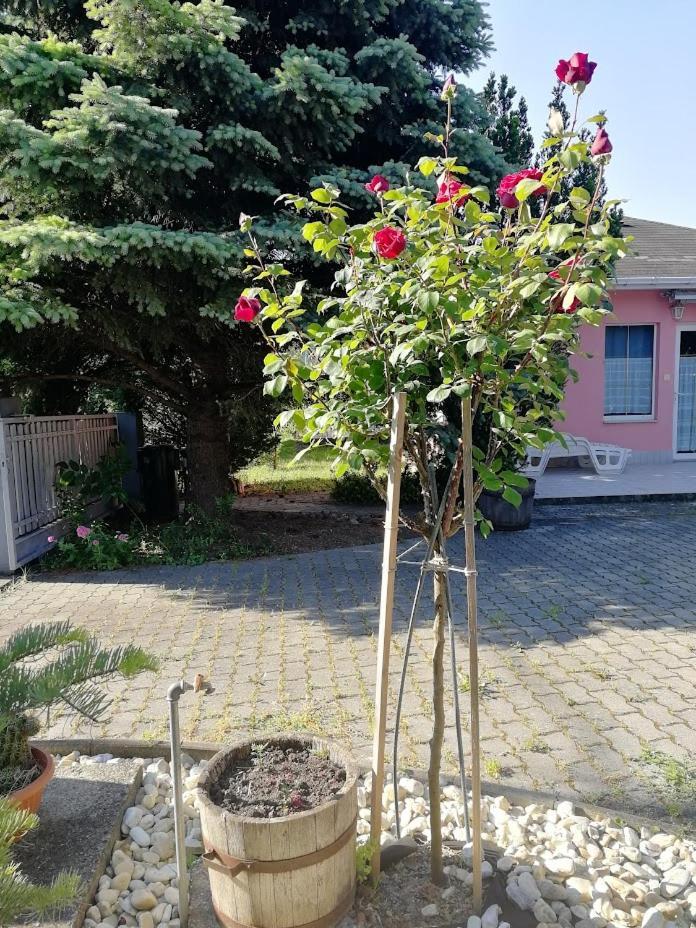 Feszek Apartmanhaz ボニャルツバシュ エクステリア 写真